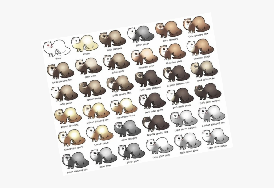 Picture - Types Of Ferrets, Transparent Clipart