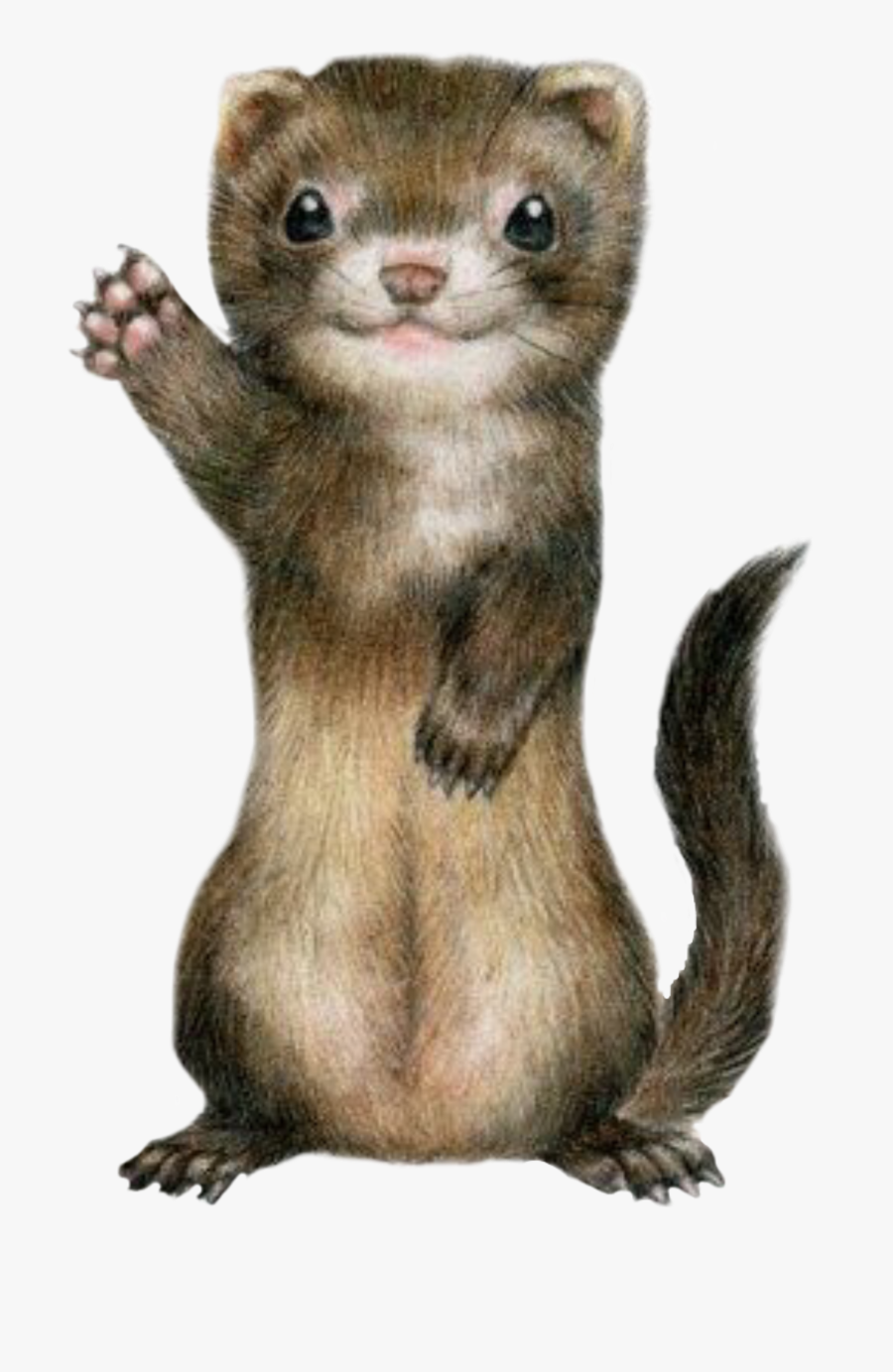 #ferret #cute #freetoedit - Хорьки Рисунки, Transparent Clipart
