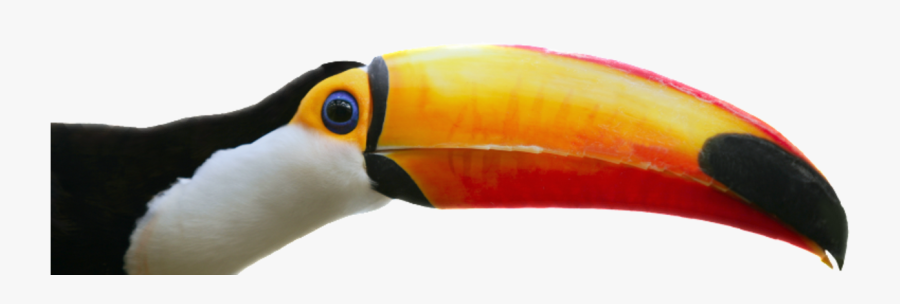 Transparent Toucan Png - Toucan, Transparent Clipart