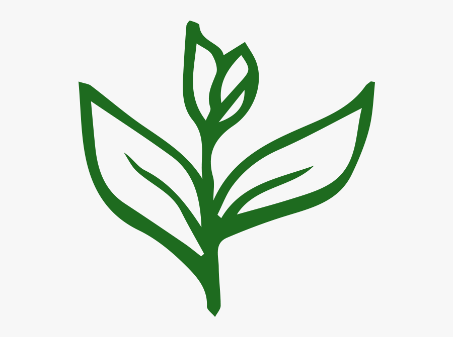 Tea Types, Transparent Clipart