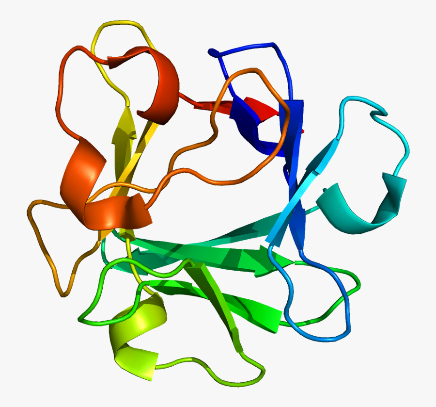 Protein Fgf2 Pdb 1bas - Fibroblast Growth Factor Structure, Transparent Clipart