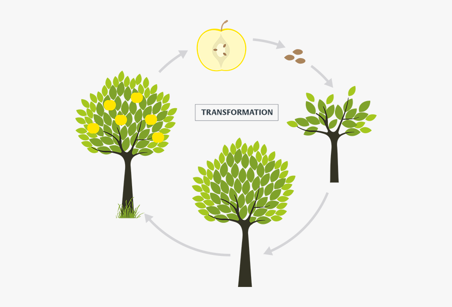 Tree growth
