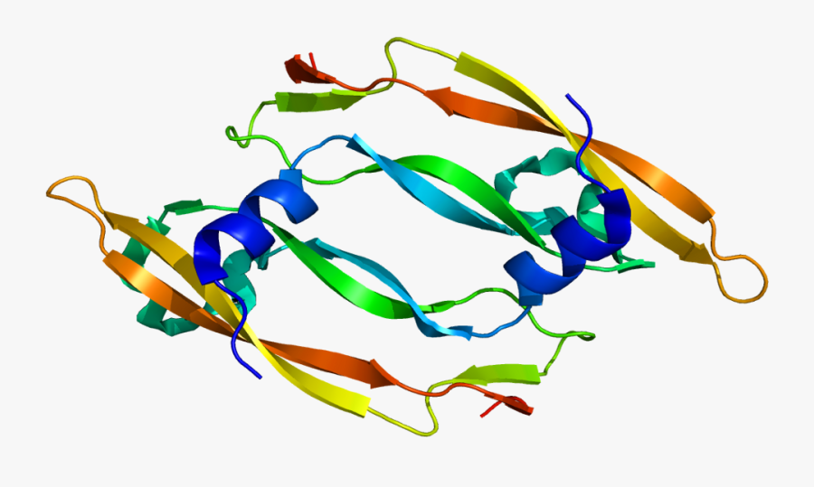 Protein Vegfb Pdb 2c7w - Vascular Endothelial Growth Factor B, Transparent Clipart