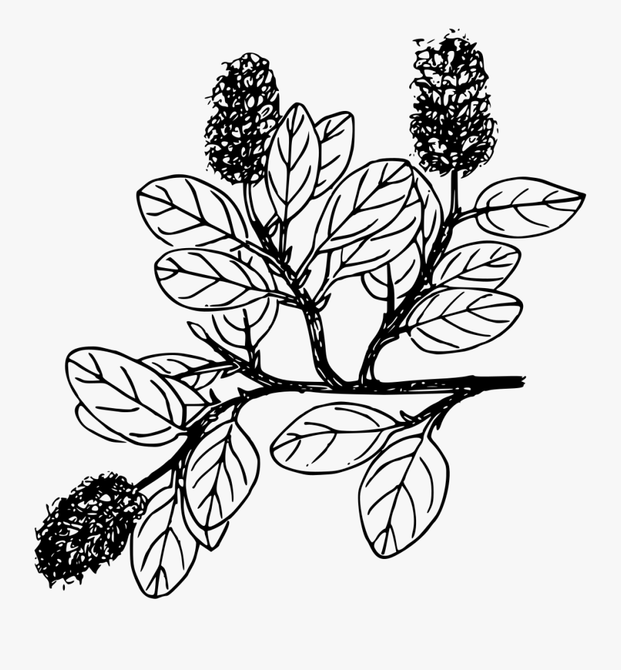 Snow Willow - Drawing, Transparent Clipart