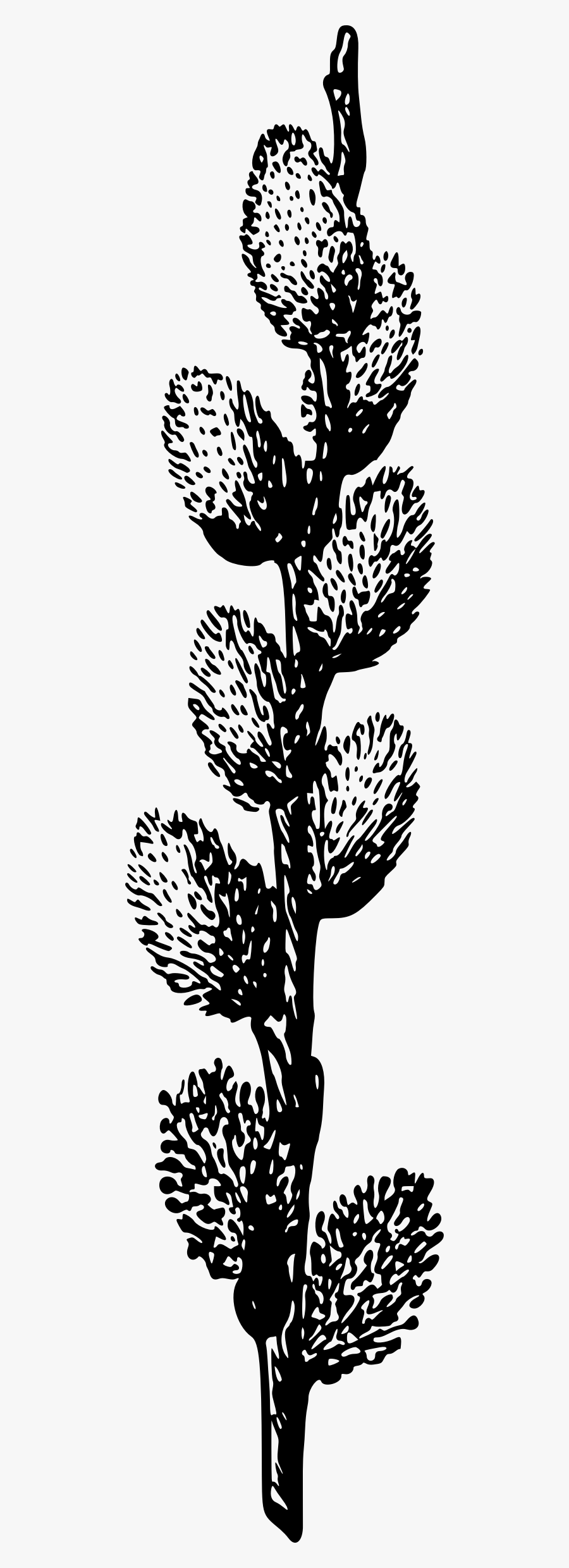 Transparent Willow Tree Clipart - Pussy Willow Clip Art Free, Transparent Clipart