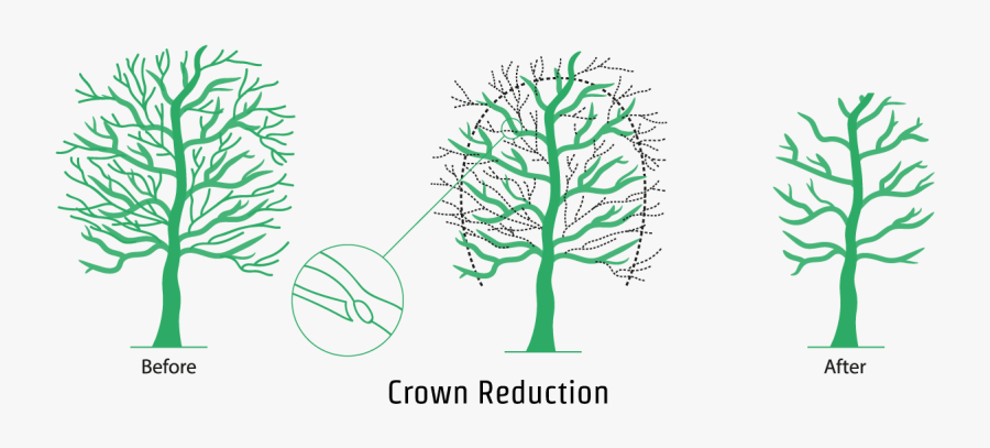 An Illustration Showing The Crown Reduction Process - Crown Raising Pruning, Transparent Clipart