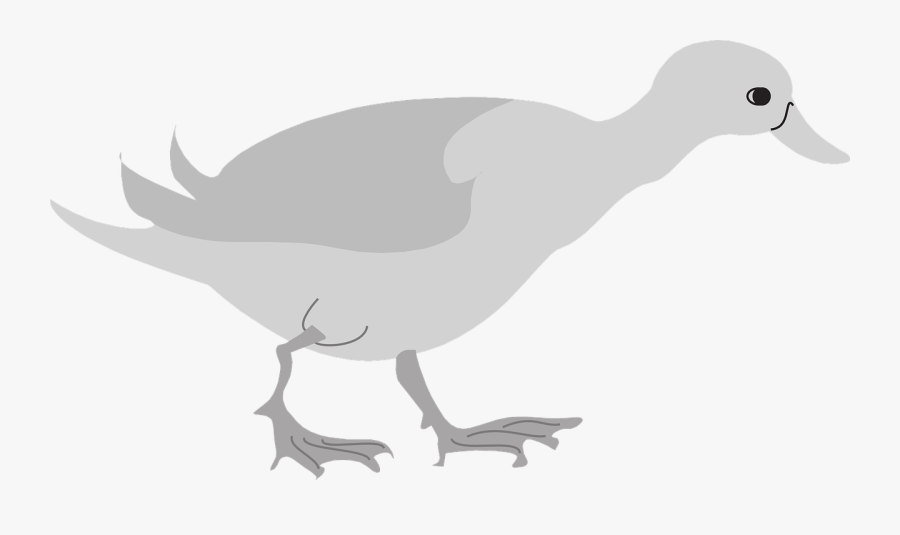 Duck, Transparent Clipart