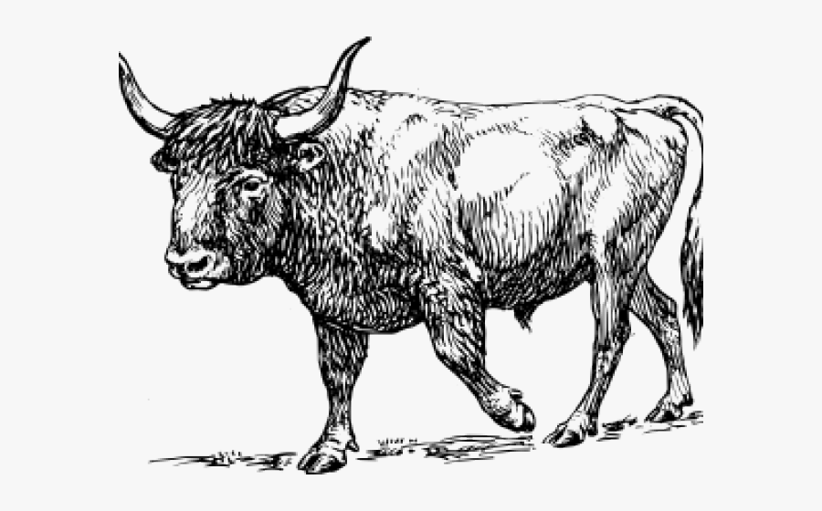 Ox Clipart Toro - Bos Primigenius, Transparent Clipart
