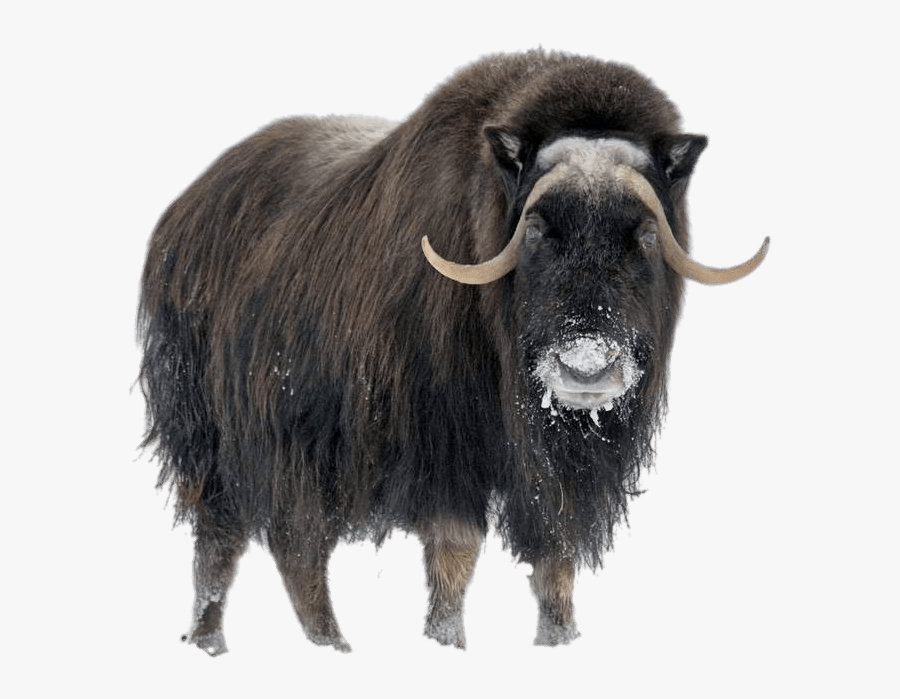 Download Musk Ox In Winter Transparent Png - Musk Ox, Transparent Clipart