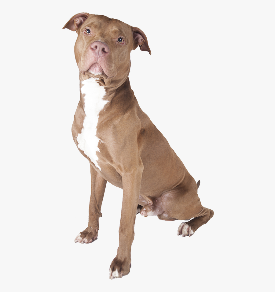 Clip Art Best Dog Food For - Pitbull Dog White Background, Transparent Clipart