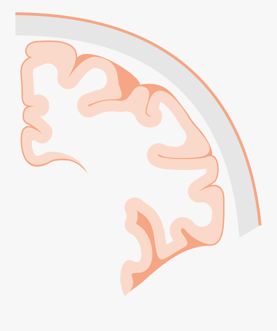 Slice Clipart Svg - Brain Slice Png, Transparent Clipart