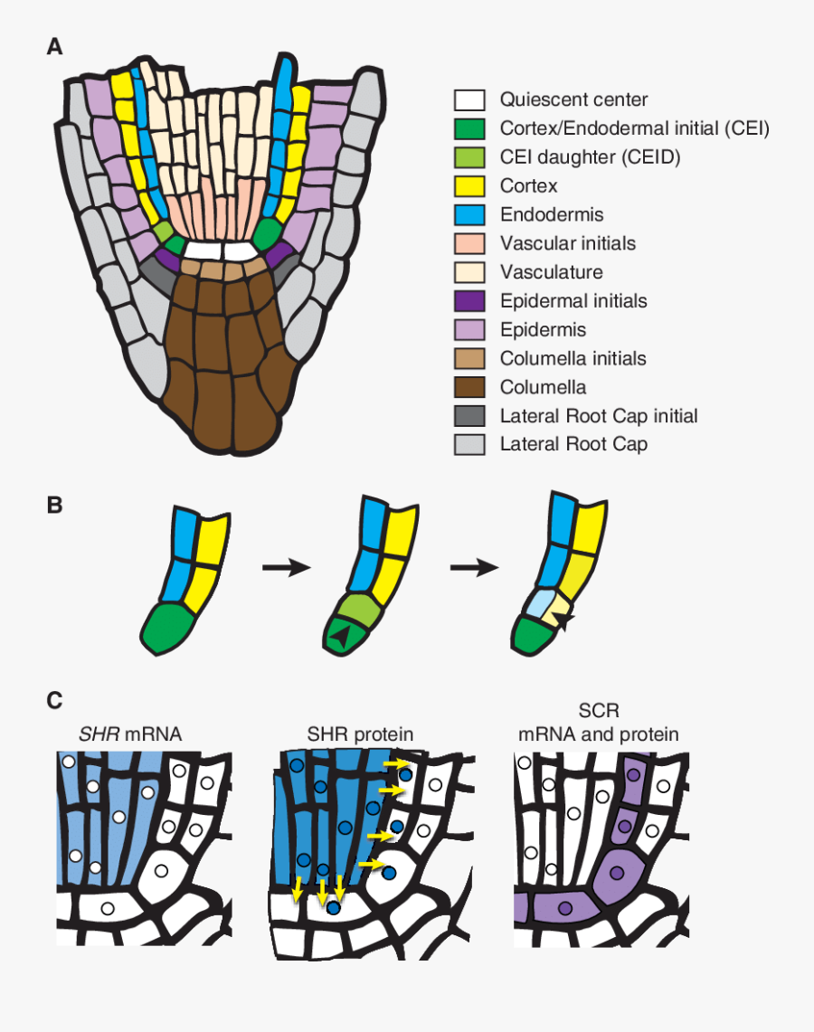 Symmetry Breaking In Ground Tissue Formation In The - Initial Cells In Root Tip, Transparent Clipart