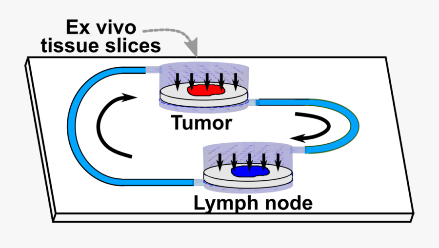 Figure Abstract V4 - Sail, Transparent Clipart