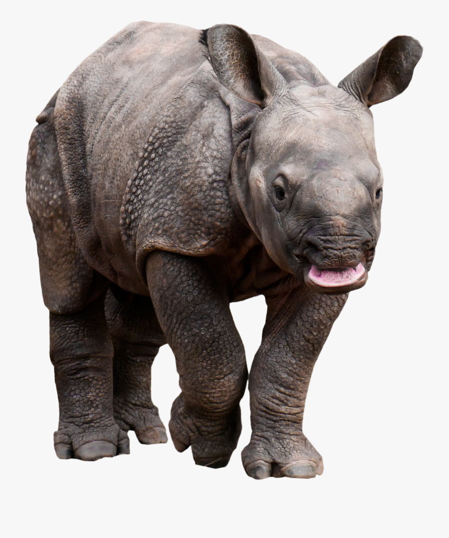 Rhino Transparent, Transparent Clipart