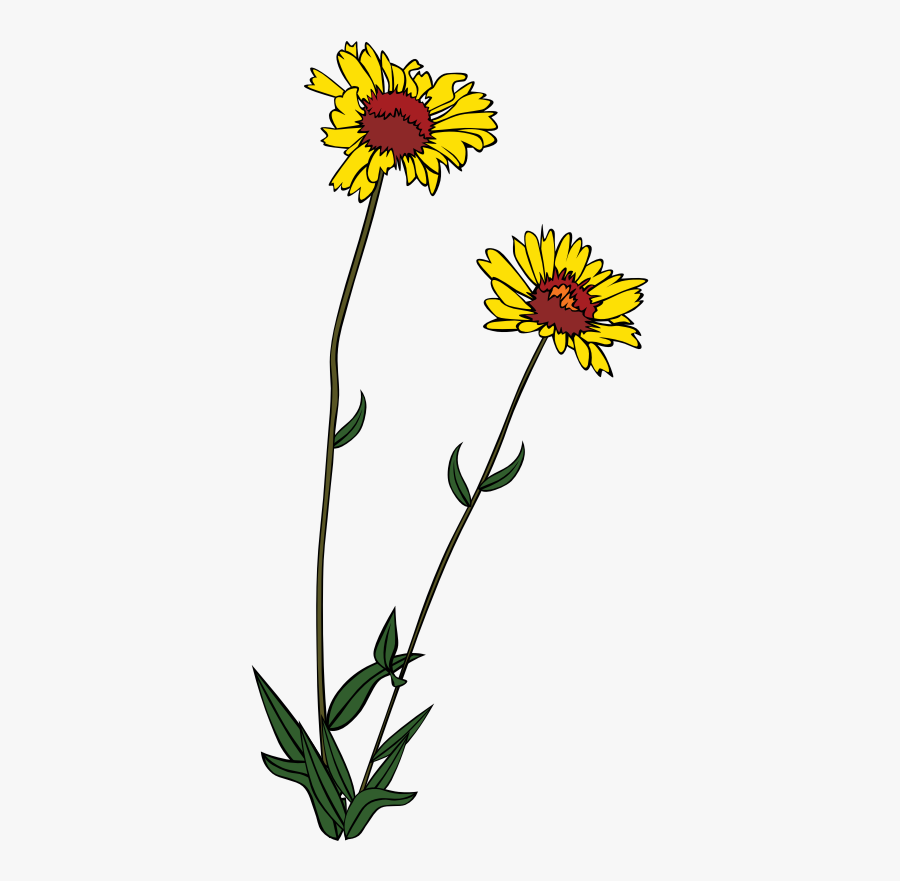 Gg Gaillardia Aristata - Wildflowers Silhouette Clip Art, Transparent Clipart