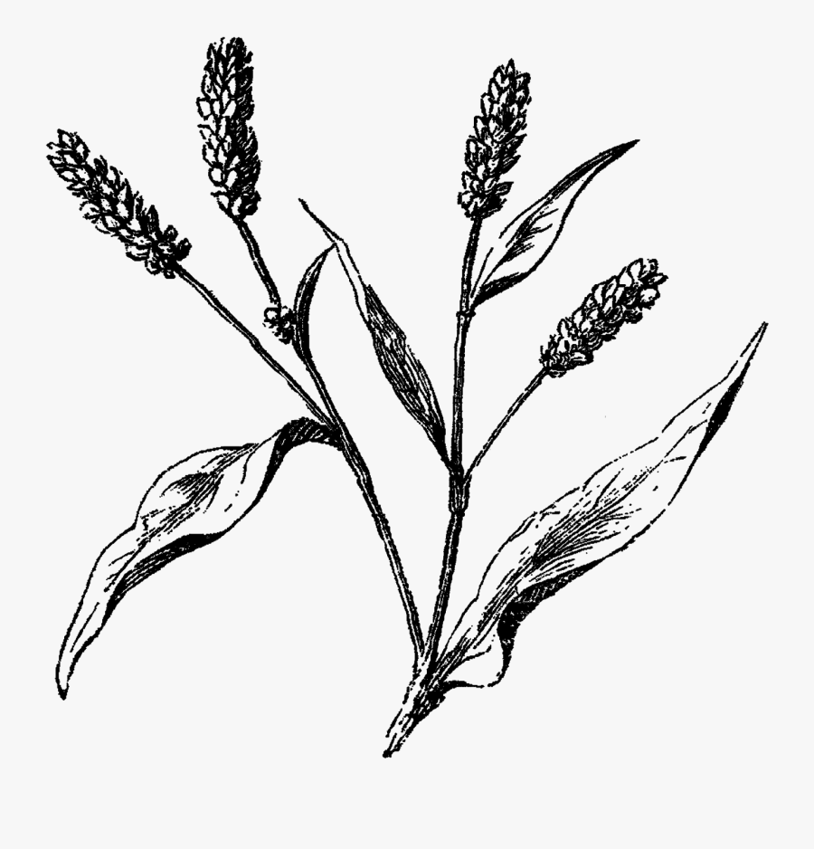 Transparent Background Wildflower Png, Transparent Clipart