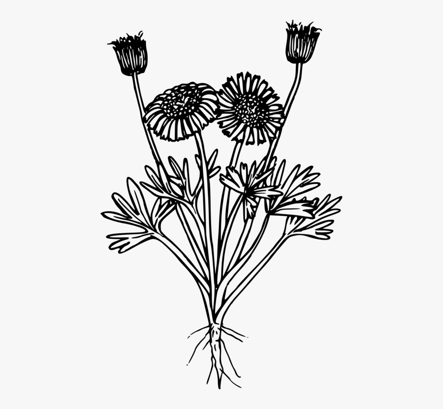 Line Art,plant,flora - Wildflower Png Black And White, Transparent Clipart