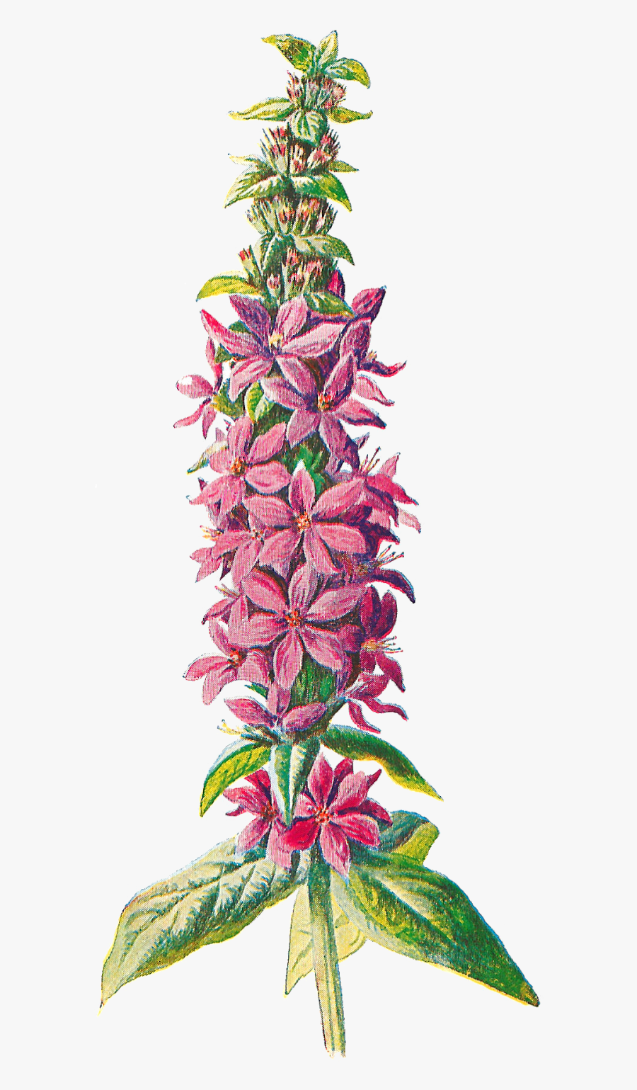 Pink Transparent Wildflower Png, Transparent Clipart