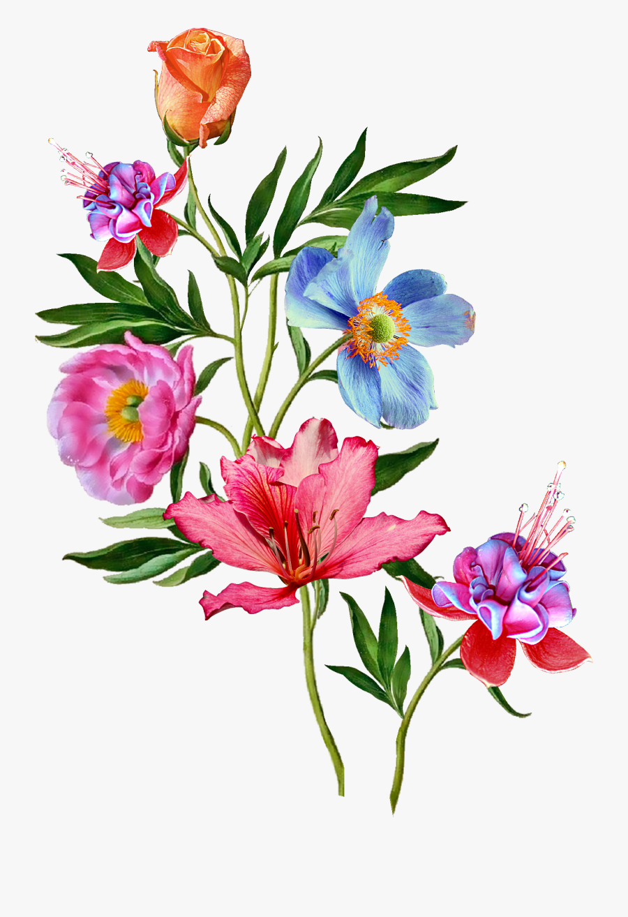 Clip Art Botanical Flowers - Botanical Flowers, Transparent Clipart