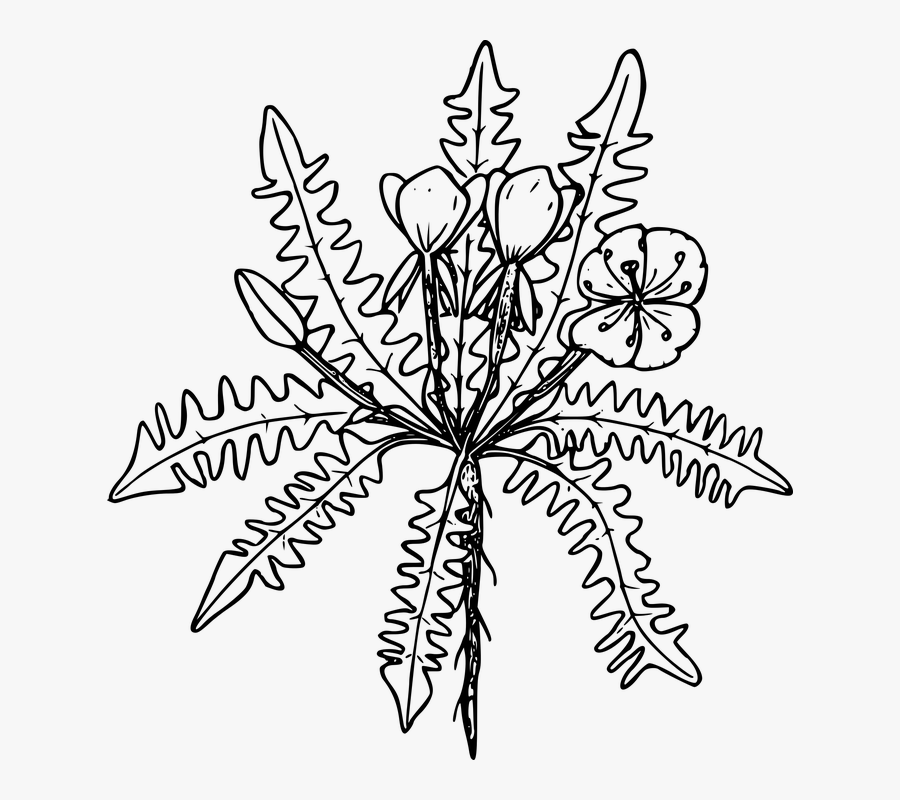 Flower, Plant, Wild, Wildflower - Clip Art, Transparent Clipart