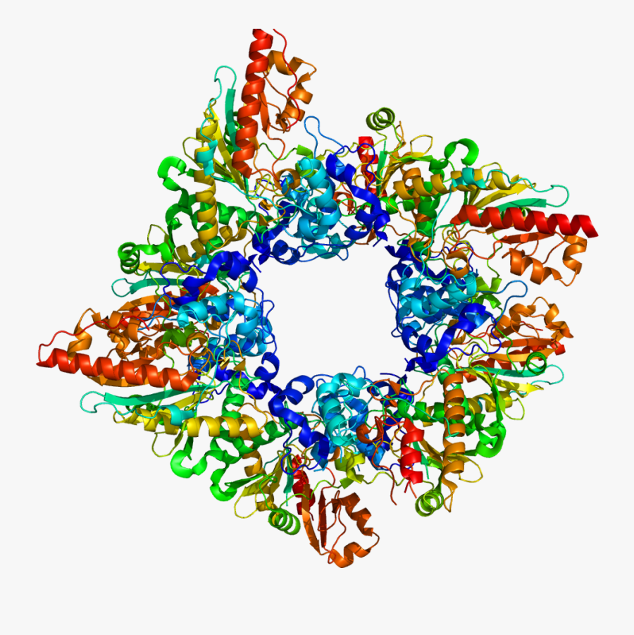 Protein Ckmt2 Pdb 2gl6 - Creatine Kinase Structure, Transparent Clipart