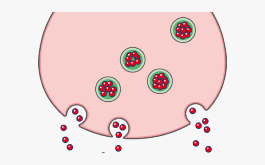 Circle, Transparent Clipart