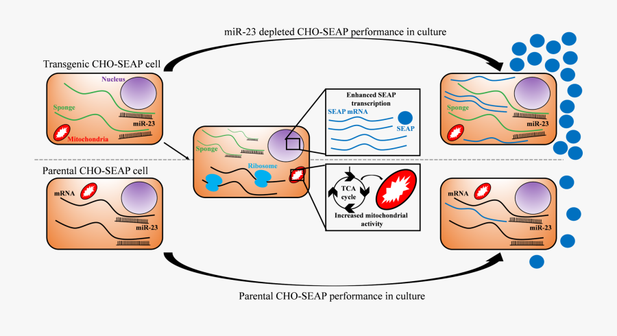 Plasmid Dna Cho Cells, Transparent Clipart
