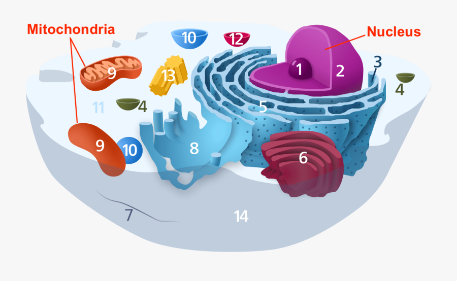 Animal Cell Diagram Numbered, Transparent Clipart