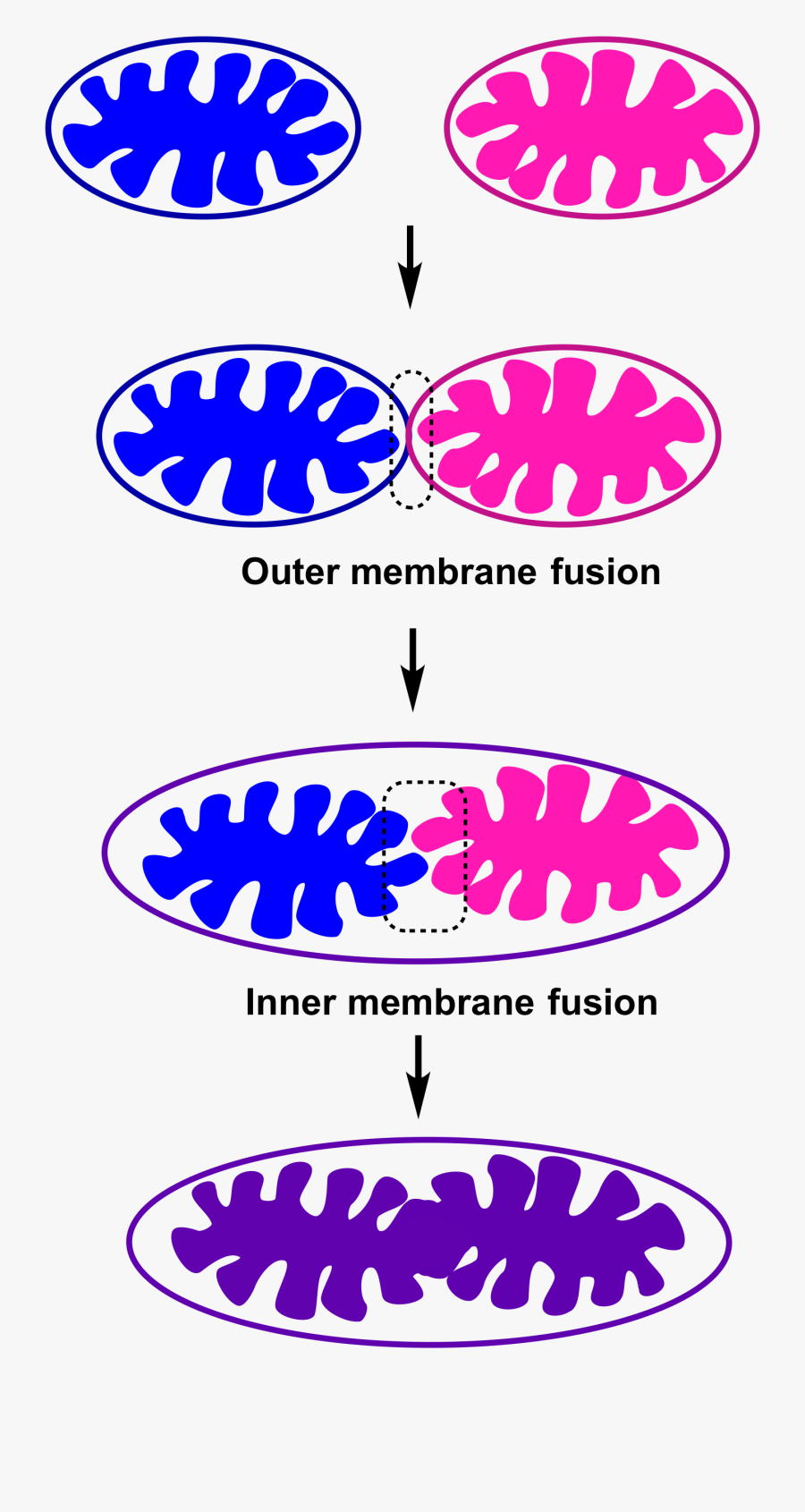 Mitochondria Clip Art, Transparent Clipart