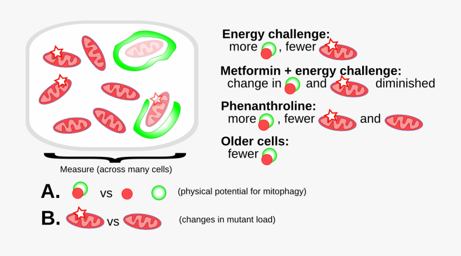Follo Fk, Transparent Clipart