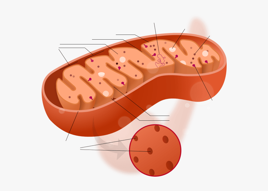 Does Mitochondria Look Like, Transparent Clipart