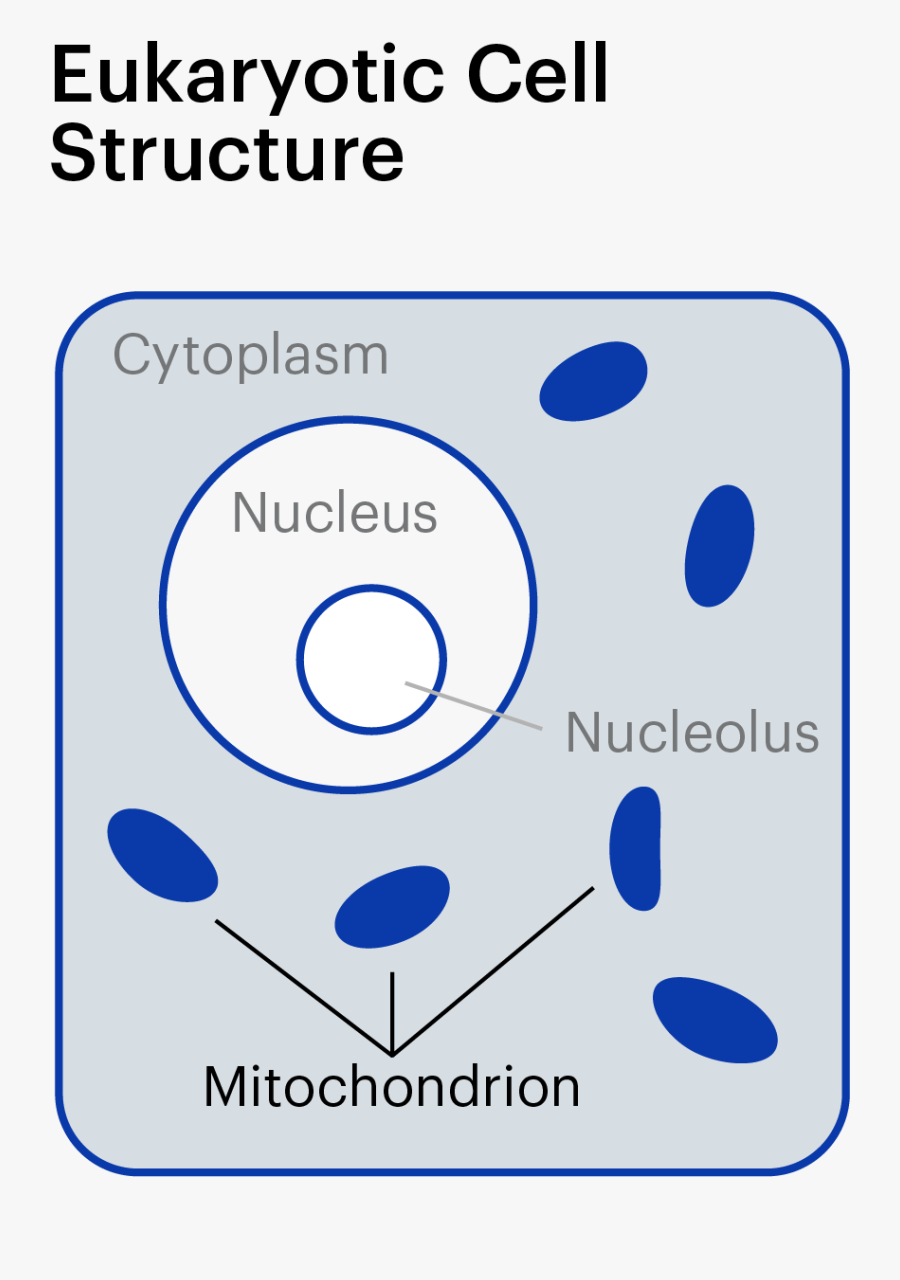 Circle, Transparent Clipart