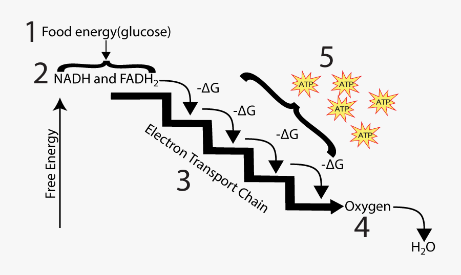 01 High Concept Energy Flow With Nadh And Fadh2 - Electron Transport Chain Energy Flow, Transparent Clipart