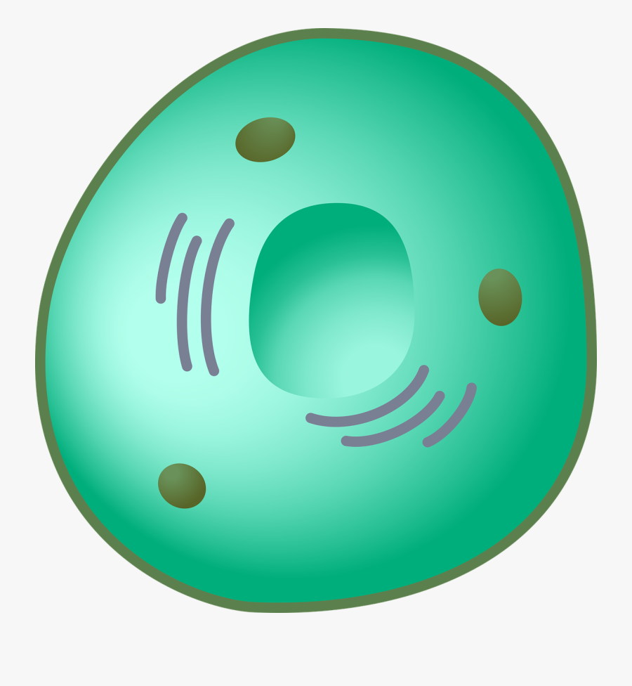 Nucleus - Nucleus Png, Transparent Clipart