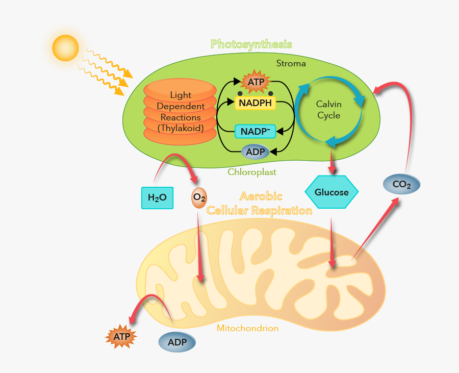 Diagram, Transparent Clipart