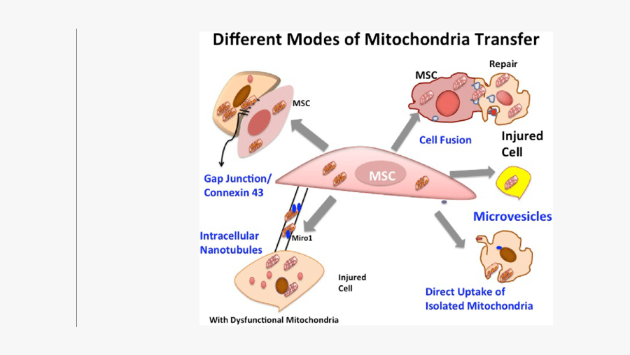 Different Modes Of Mitochondrial Transfer From Mscs - Mitochondrial Transfer Between Cells, Transparent Clipart