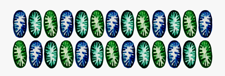 Anaerobic Respiration V Aerobic Transparent Background, Transparent Clipart