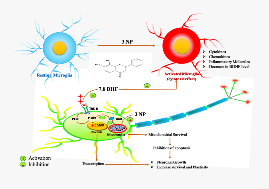 Picture1 - Cartoon, Transparent Clipart