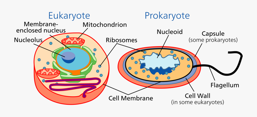 Prokaryotes And Eukaryotes, Transparent Clipart