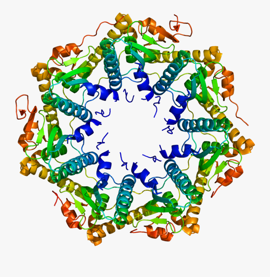 Protein Clpp Pdb 1tg6 - Structure E Coli Clpx, Transparent Clipart