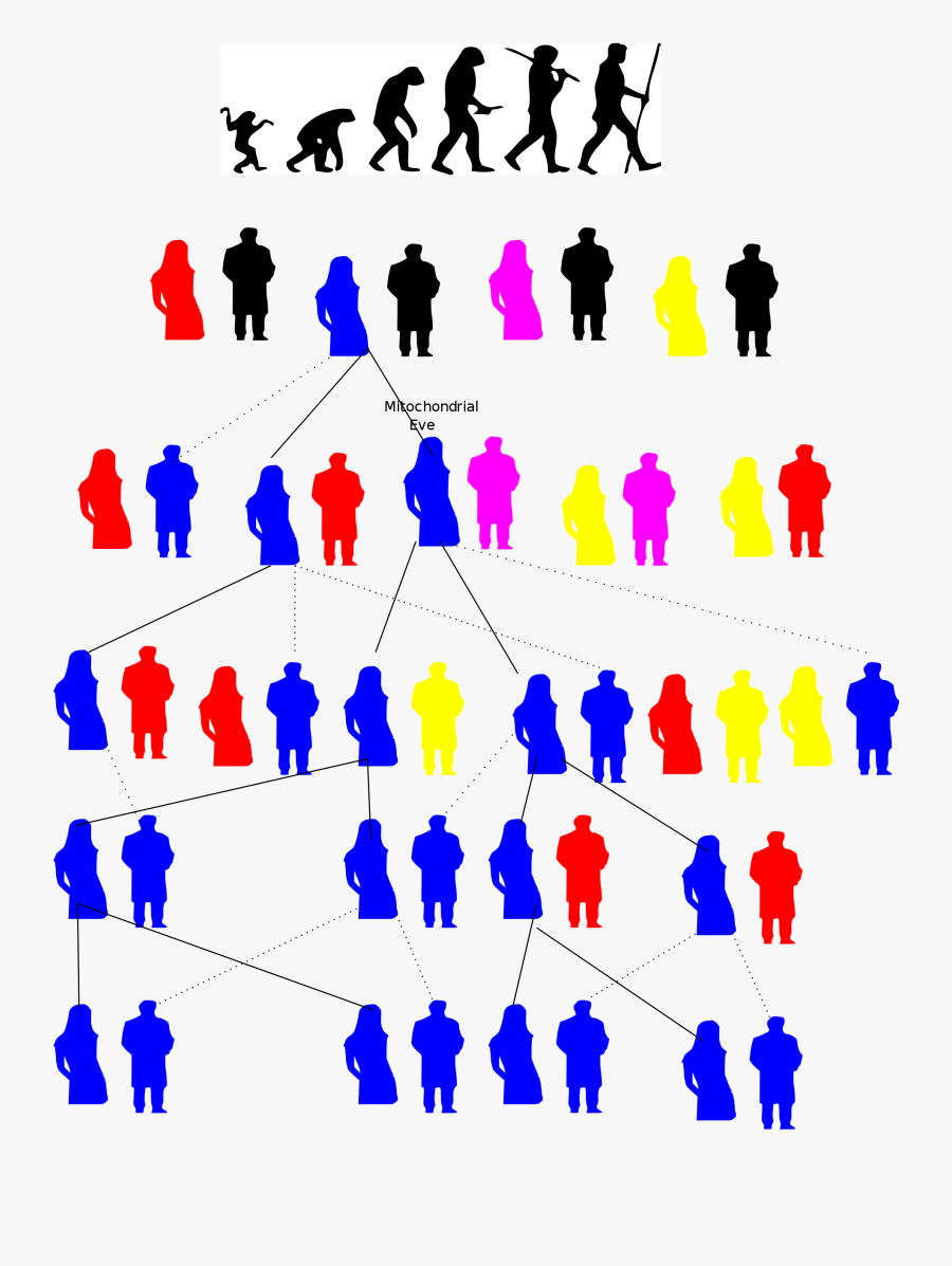 Arbol Genealogico De La Eva Mitocondrial Clipart , - Eva Mitocondrial, Transparent Clipart