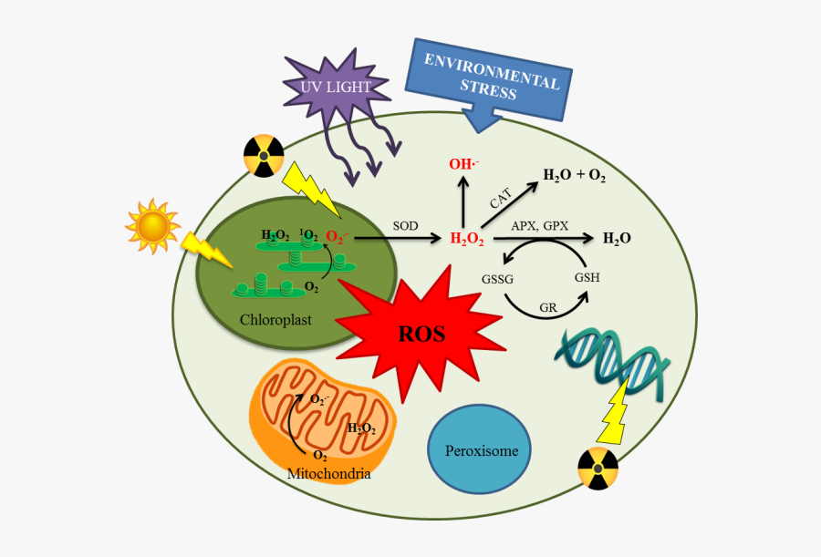 Umb3-2 - Oxidative Stress Chlamydomonas, Transparent Clipart