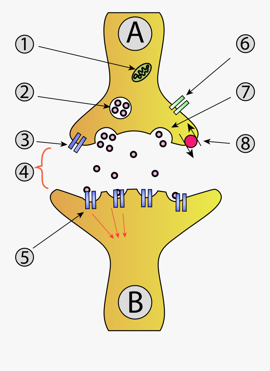 Anatomy Of A Synapse Labeled, Transparent Clipart