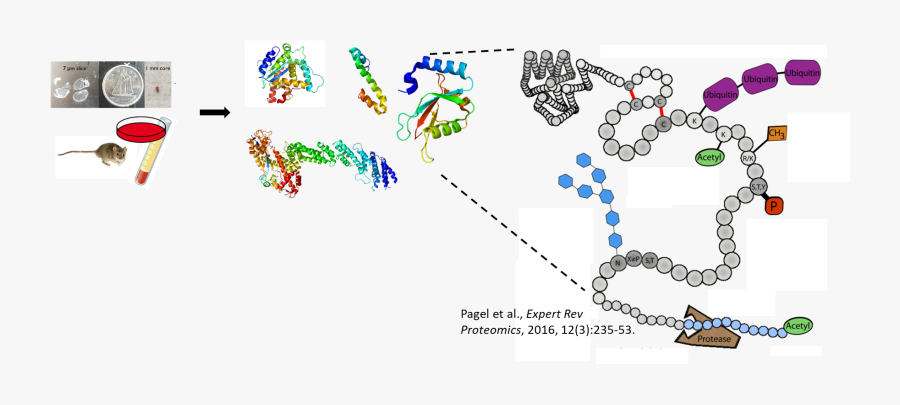 Nanopores Post Translational Modification, Transparent Clipart