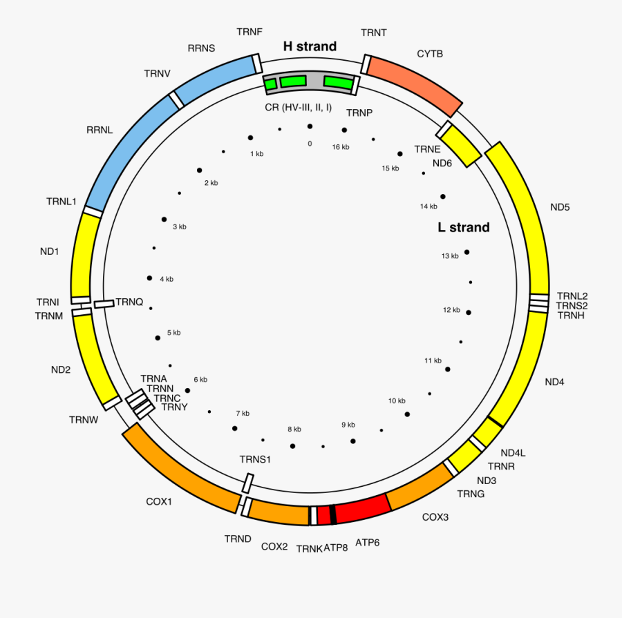 Mito Dna - Mitochondrial Dna, Transparent Clipart