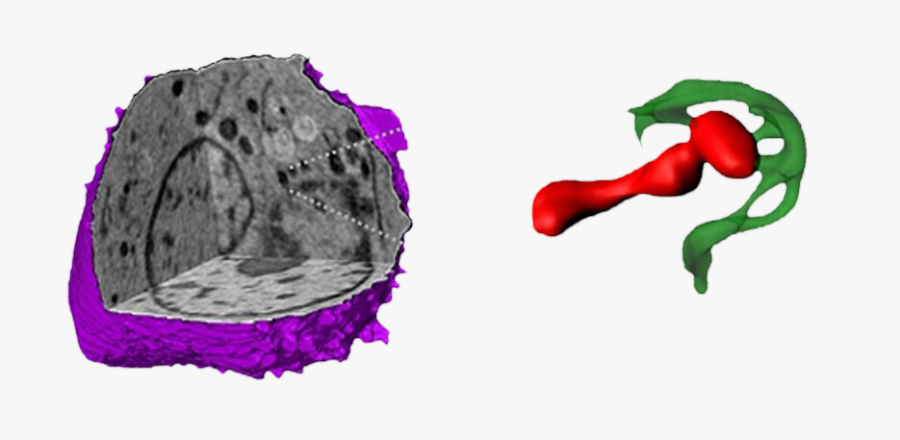 Er Extensions To Mitochondria Binding At Mid Foci - Cryo Soft X Ray Tomography, Transparent Clipart