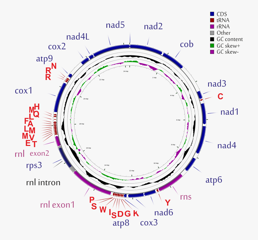 Mitochondrial Genome Concept Map, Transparent Clipart