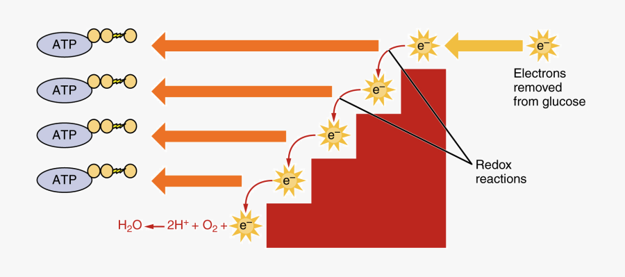 Redox In Cellular Respiration, Transparent Clipart