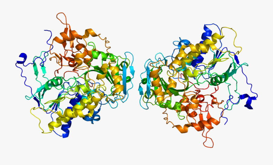 Protein Etfdh Pdb 2gmh, Transparent Clipart