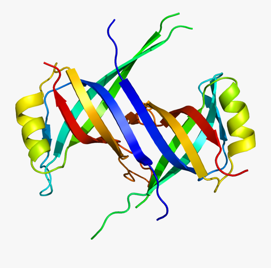 Protein Ssbp1 Pdb 1s3o - Ssbp1, Transparent Clipart